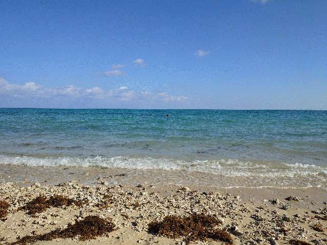 沖合に見えるヤハラズカサ